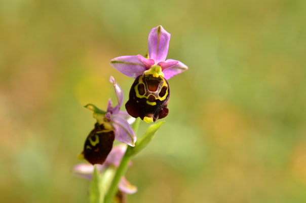 Ophrys bourdon (Bollenberg, Alsace)