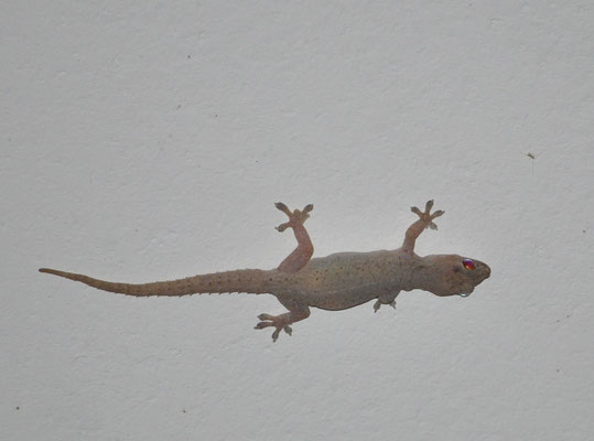 Gecko (Turtle Beach Lodge, Tortuguero, Costa Rica)  Juillet 2014