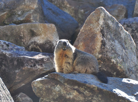 Marmotte (Piau Engaly, Hautes-Pyrénées) Octobre 2012)