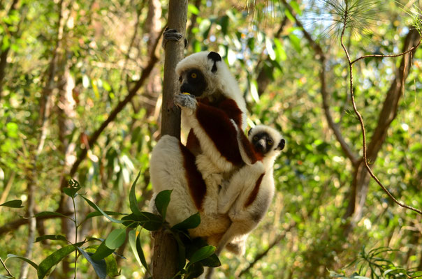 Sifaka de Coquerel et son bébé
