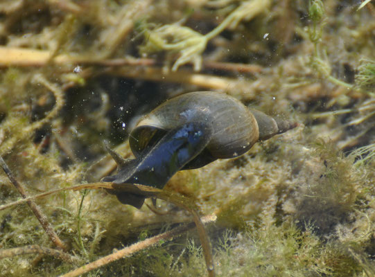 Limnée des étangs (Petite Camargue alsacienne, Haut-Rhin)  Juillet 2011