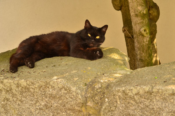Chat faisant sa sieste