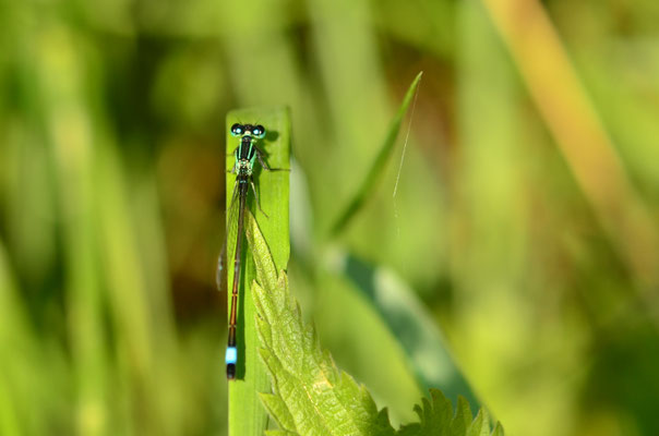 Agrion élégant
