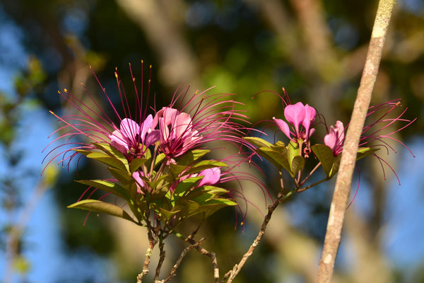 Fleur araignée (Ampitabe, Madagascar)