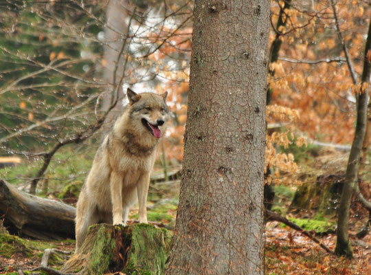 Loup (Parc animalier de Falkenstein, Bavière, Allemagne)  Avril 2013