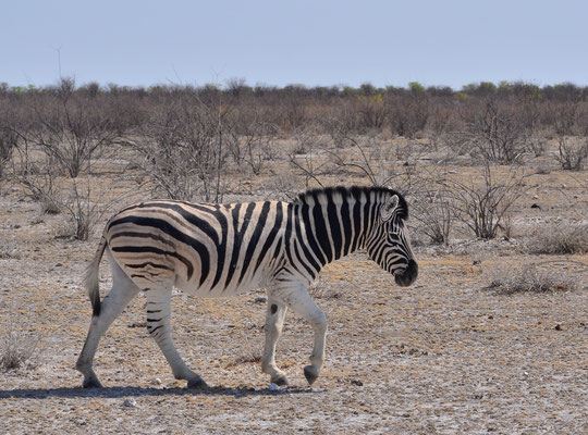 Zèbre des plaines (Parc national d'Etosha, Namibie)  Octobre 2016