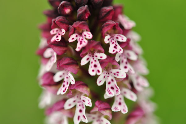 Orchis brûlé (Baume-les-Messieurs, Jura)