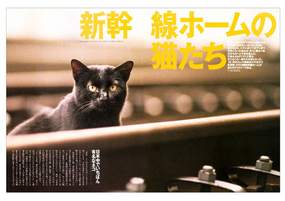 シンラ　新幹線の猫
