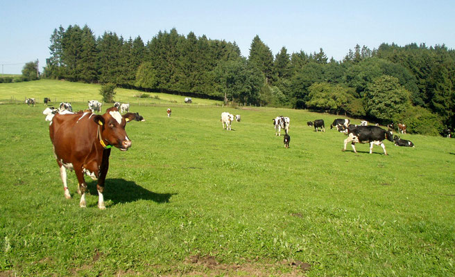 Kühe auf Wiese