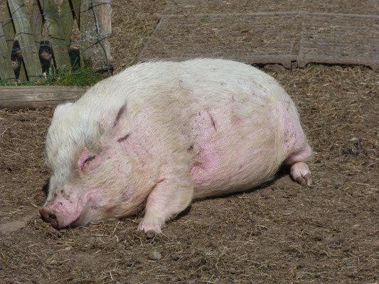 Schweine