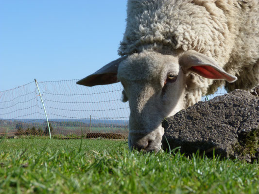 Tiere
