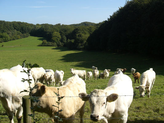 Kuhweide