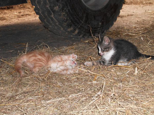 Katzen