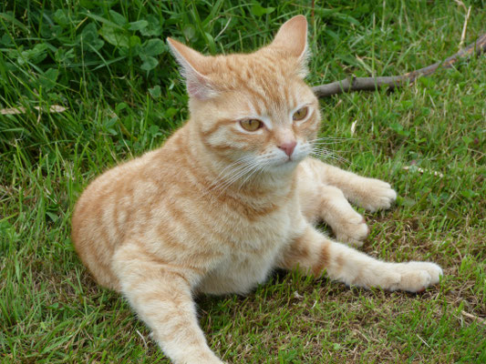Streicheltiere