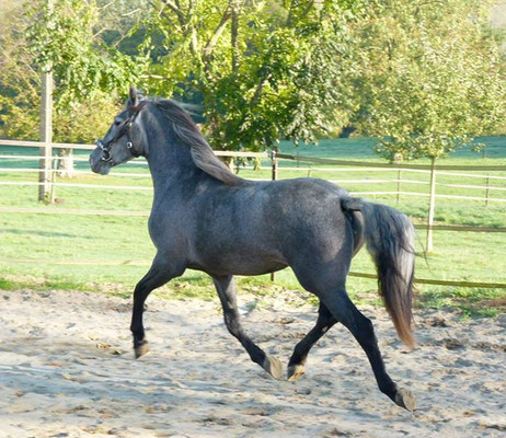 Belhélène de Val Castel à 2 ans 1/2