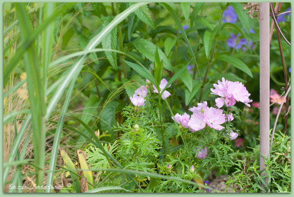 Malva sylvestris - Wilde Malve - Käsepappel