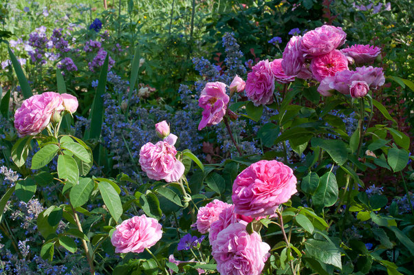 'Gertrude Jekyll'