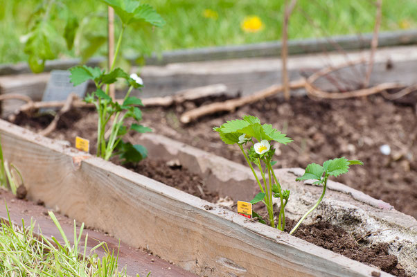 Obstgarten - Das Sommerwohnzimmer