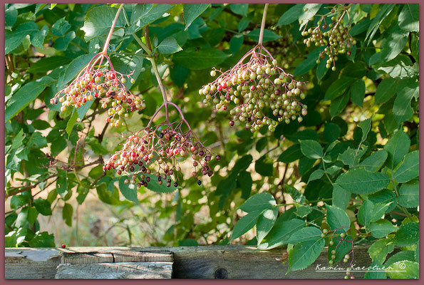 Sambucus - Holunder