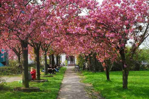 51- Mandelblüten Spalier, Weg, rosa Blüten, Bäume, Japanisch, Japan