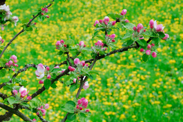 21- Apfelblüte, Ast, Apfelbaum, Blüte, Löwenzahnwiese, Wiese, Löwenzahn