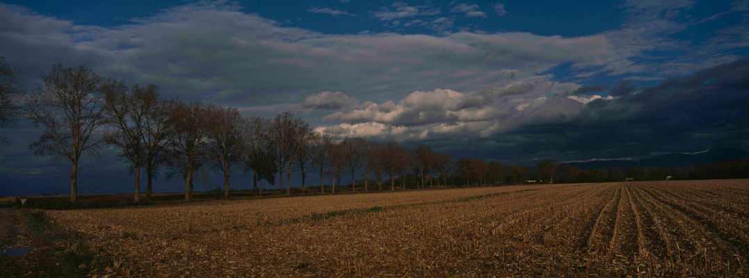 1-Baumallee, Elsass, Frankreich, Panorama, photo panoramique, Alsass, Allee