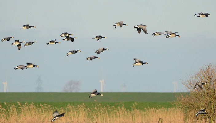 2- Wildgänse beim Abflug