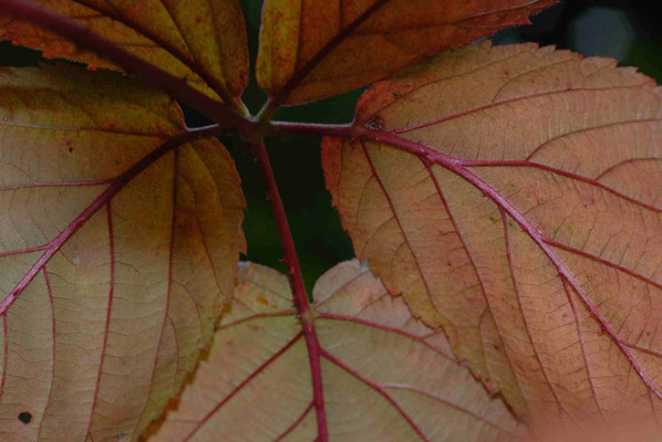 67- Blatt, Blätter, Gegenlicht, Nahaufnahme, Makro