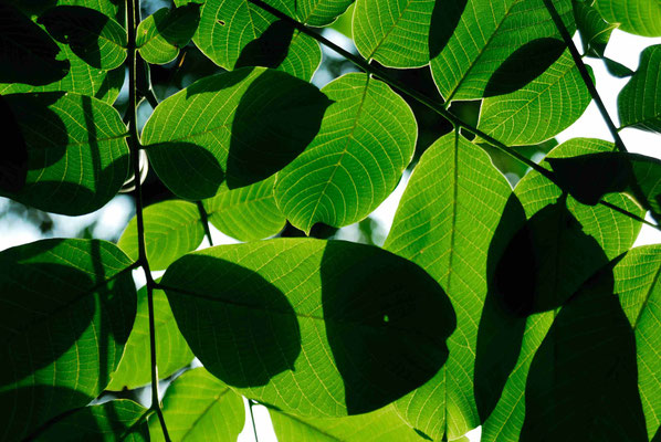 122- Kiwiblätter im Gegenlicht, Kiwi, Blätter, Laub