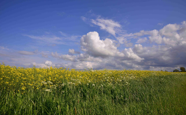 39- Rapsfeld, Raps, Feld