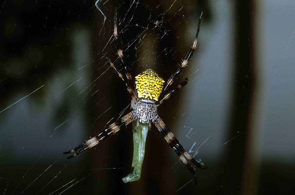 33- Wespenspinne Radnetzspinne lauert auf Beute.