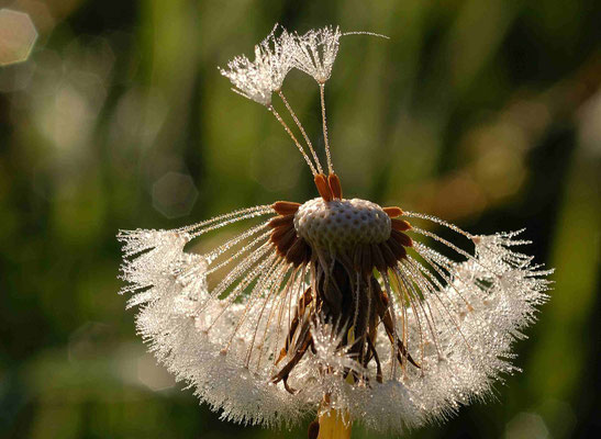 101- Löwenzahn, Pusteblume, Taraxacum officinale