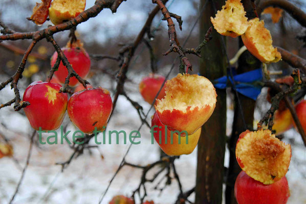 68 - Restäpfel an den Bäumen im Winter.