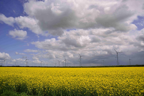 54- Rapsfeld, Rapsblüte, Raps, Wolken, Feld