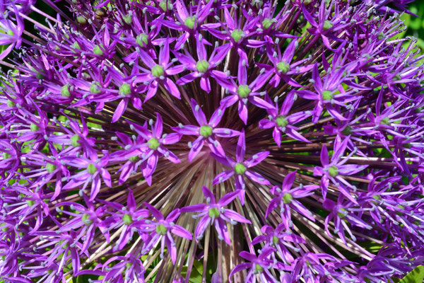 75- Allium, Sternkugellauch, Zierlauch, lila, Dolde, rund