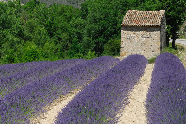 42- Lavendelfeld, Provence, Lavendel, lavande