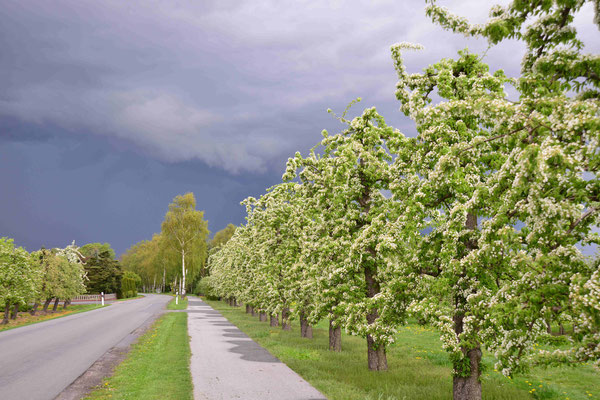 32- Birnenplantage, Altes Land, Blüte, Birnenblüte