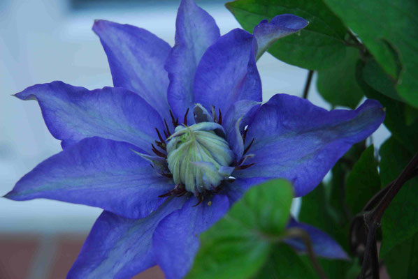 60- Celmatis, blau, Kletterpflanze, Garten, Spalier, Blüte, gross