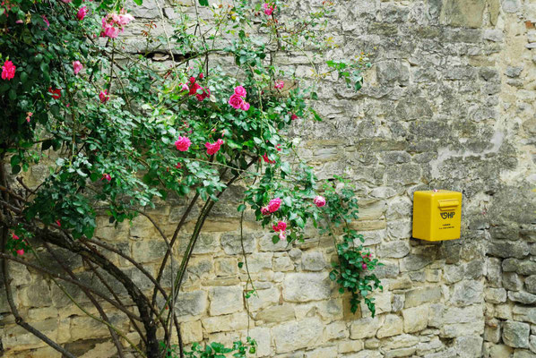 123- Kletterrose, rosa an Hauswand, Kroatien