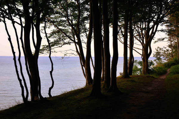 25- Bäume an Steilküste, Ostsee