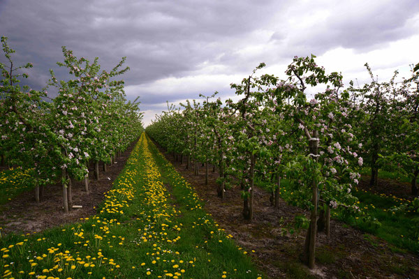 30- Apfelplantage in Blüte, Altes Land