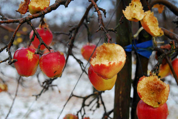 17- Apfelbaum mit Äpfeln im Winter, Vogelfutter, Altes Land