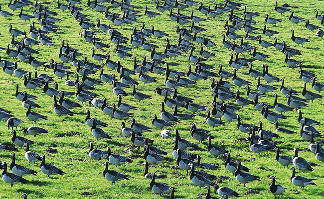 1- Wildgänse one direction, Elbmarsch, Zugvögel