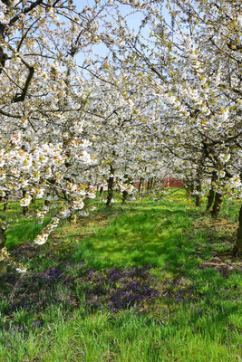 27- Apfelplantage in Blüte, Altes Land