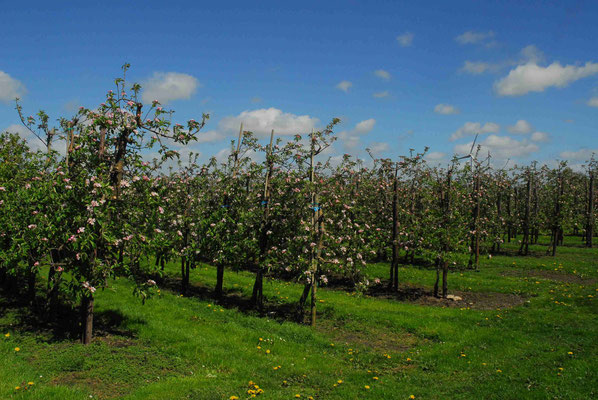 61- Apfelplantage, Apfelbäume, Blüte, Apfelblüte, Altes Land