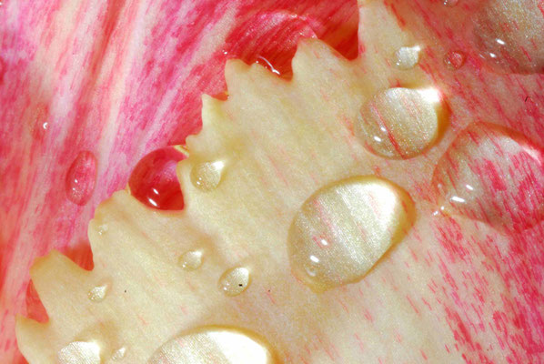 20- Tulpenblüte, Tulpenblatt, Nahaufnahme, Makro, Tropfen, Regen, Regentropfen