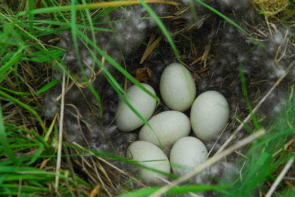 29- Stockenteneier, Enteneier, Eier