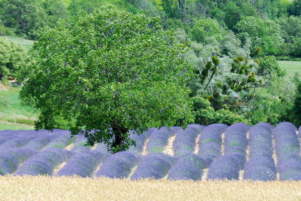 44- Lavendelfeld, Lavendel, lavande, Baum, Provence