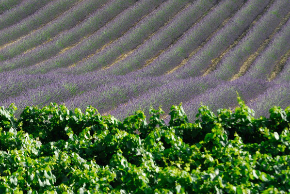 58-  Lavendelfeld, Frankreich, Wein im Vordergrund