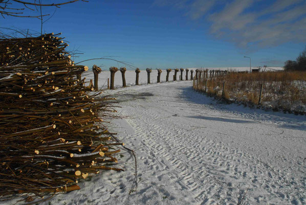 19- Kopfweide, Schnitt, geschnitten, Winter